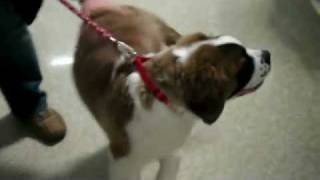 St Bernard Puppys 1st Day of Kindergarten [upl. by Uund]