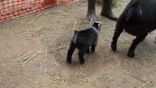 Pygmy Goat Happy Dance [upl. by Wengert]