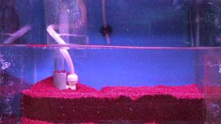 伊米亞水族設計簡型系統缸汲洗式快排water out amp clean the gravel [upl. by Galven]