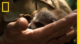 How to Raise a Baby Raccoon  Live Free or Die DIY [upl. by Mei]