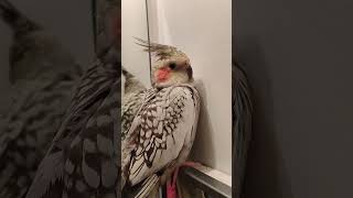 I will rise but I will not shine 😂 foryou cockatielfunny bestpals parrot pets adorablebirds [upl. by Neersin]