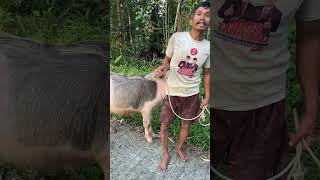 Kerbau lotong boko’ kerbau buffalo vet  toraja vietnam balian bonga saleko [upl. by Krum]