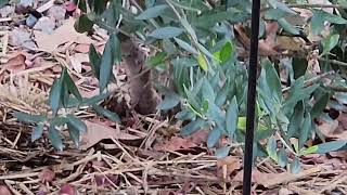 Rubycrowned Kinglet Virginia USA nature [upl. by Anwahsit716]