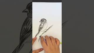 Charcoal drawing of a birdLearn to draw with TikTok youtubeshorts shorts short shortsfeed art [upl. by Leizo]