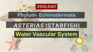 Water Vascular system of Asterias Starfish  Zoology [upl. by Allerus]