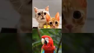 The mouse and crow funny😆 moments shorts  funny crow trending [upl. by Kristopher]