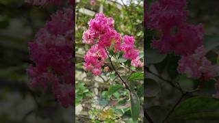 ফুরুস ফুলPink Lagerstroemia indicaCrepe myrtleFlowersNatureShort [upl. by Orpheus808]