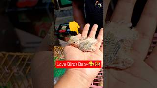 এরাই আমার ইমোশনস🥰🥵Love Birds baby Price In Bangladesh 2024  The Pet Portal Tv shorts viralshorts [upl. by Enneiviv]