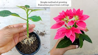 How to grow poinsettias plant from cuttings  How to grow poinsettias  poinsettia plant care [upl. by Miki]