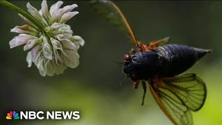 Two broods of cicadas will emerge this summer at level not seen since 1803 [upl. by Ellenej123]