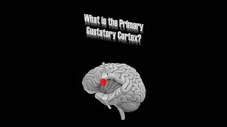 Primary Gustatory Cortex [upl. by Ecnarret]