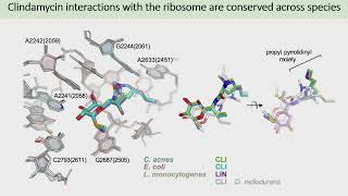 Molecular Mechanism of Protein Synthesis Inhibition in Cutibacterium acnes by Clindamycin [upl. by Aciemaj245]