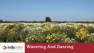 Wavering and dancing in the breeze  India Video [upl. by Roi]