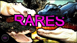 Alligator Rares Lets Talk  theHunter Call of the Wild [upl. by Judah455]