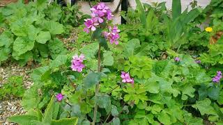 How To Grow Honesty in your Garden [upl. by Ahilam]