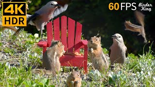 Cat TV for Cats to Watch 😺 Squirrels and Birds Enjoy the Adirondack Chair 🐦🐿 8 Hours 4K HDR 60FPS [upl. by Aztiley]