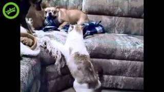 Cat vs Dog Dog afraid of cat [upl. by Seabrooke]