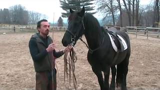 Francesco Vedani Equitazione  Tranquillizzare un cavallo impaurito 1 parte [upl. by Neggem]