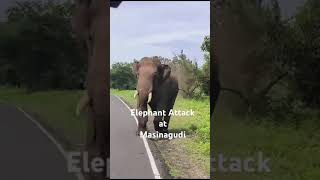 Elephant Attack Safari Jeep Masinagudi tigers reserve elephant elephantvideo elephantattack2024 [upl. by Adamski]