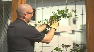 Planting and training your climbing rose [upl. by Crocker]