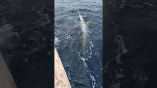 Marlin in Costa Rica Sport Fishing [upl. by Ytiak]