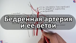 Бедренная артерия и ее ветви  medunivercom [upl. by Oirasor]