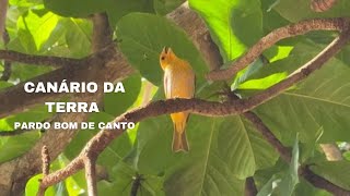 Canário terra pardo [upl. by Jody]