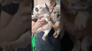 щенкифранцузскогобульдога бульдог franchbulldog frenchbull puppy [upl. by Noelopan649]