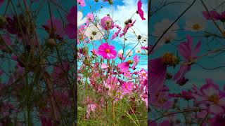 Cosmos Flower japan travel nature flowers autumn [upl. by Acilegna]