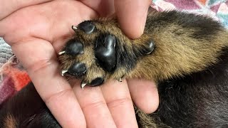 Removing dewclaws on Rottweiler puppies [upl. by Nnylyaj]