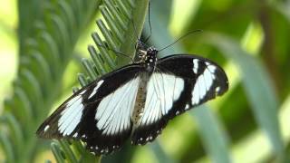 Schmetterling Papilio dardanus [upl. by Namhar657]