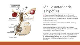 Sistema Glandular1  Hipotálamo hipófisis tiroides y paratiroides [upl. by Deys]