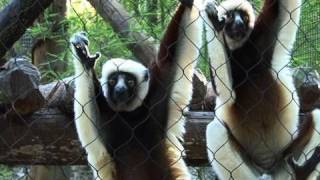 Leaping Lemurs Coquerels Sifakas at the Houston Zoo [upl. by Anetsirk]