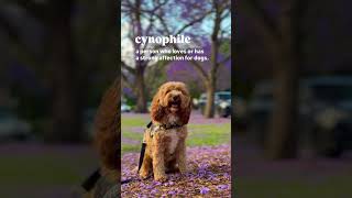 Are you a cynophile Do you have an unbreakable bond with dogs 🥹🥰 doglover doglife pets dog [upl. by Frederich]