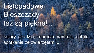 Listopadowe Bieszczady też są piękne Jelenie lis Zima jesienią Z życia fotografów przyrody [upl. by Harod547]