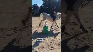 Slow Motion Horse Jumping [upl. by Ahsinev]