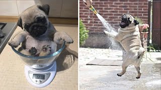 Funny and Cute Pug Puppy Videos That Will Change Your Mood For Good in 2023 [upl. by Tigirb25]