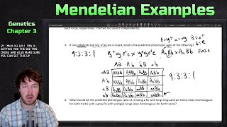 Mendelian Genetics Punnett Squares and Branch Diagram Examples  Genetics [upl. by Opiuuk]