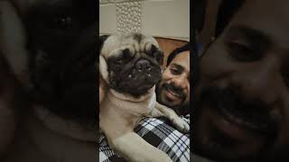 Meri chatti par batha h 🥰 huskythejacky4496 shortviral pug trendingshorts shortvideo cute [upl. by Baptiste]