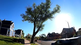 Streetside Cottonwood Removal [upl. by Sualokcin971]