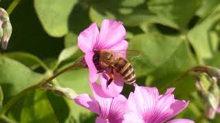 Japanese Honeybee Pollinates Pinksorrel Flowers 240fps [upl. by Eed]