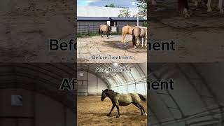 Flint Before and After Treatment for Anaplasmosis and Lyme Disease horse anaplasmosis lyme [upl. by Tu]