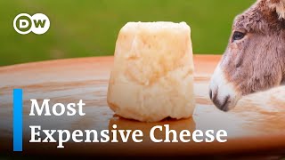 Why Pule is the most expensive cheese in the world [upl. by Lladnarc]