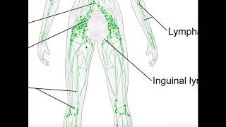 Basics amp Structures of the Lymphatic System [upl. by Batholomew]