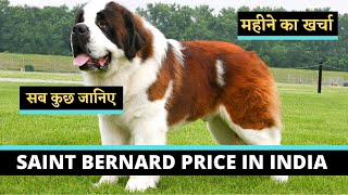 Saint Bernard Puppies Price In India  Monthly Expenses Of St Bernard Dogs HINDI  I LOVE DOGS [upl. by Aletsirc]