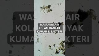 Kehidupan lain di dalam kolam selain ikan Apa ya [upl. by Nauqat243]