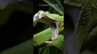 How Snakes Make Their Dangerous Venom [upl. by Elazaro]