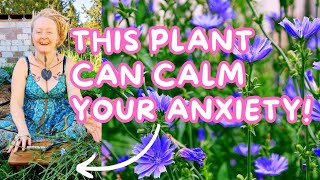 ✨This Plant Can Calm Your Anxiety 🌿 Chicory for Anxiety ✨ Digestive health ✨ Easy Tincture  More🌿 [upl. by Nesyrb802]