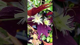 Flower of Passiflora trifasciata duckfeetplant passifloratrifasciata shorts [upl. by Heath]