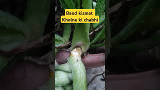 Band kismat kholne ki chabhi aloevera gardenplants flowers vastu greenplants terracegardens [upl. by Acimaj]